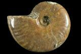 Red Flash Ammonite Fossil - Madagascar #151787-1